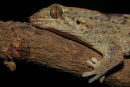 Image of Fish Scale Geckos