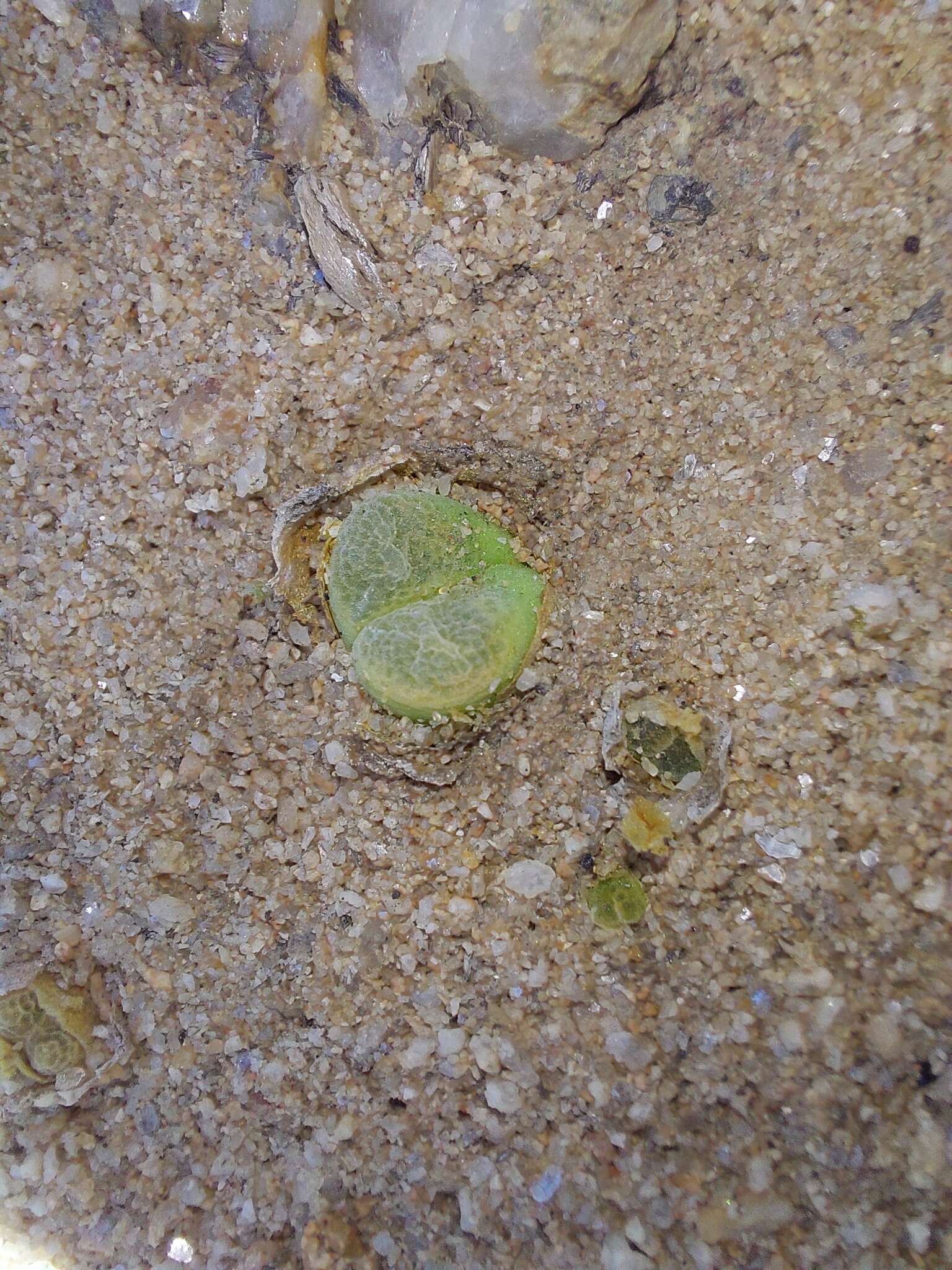 Image of Conophytum longum N. E. Br.