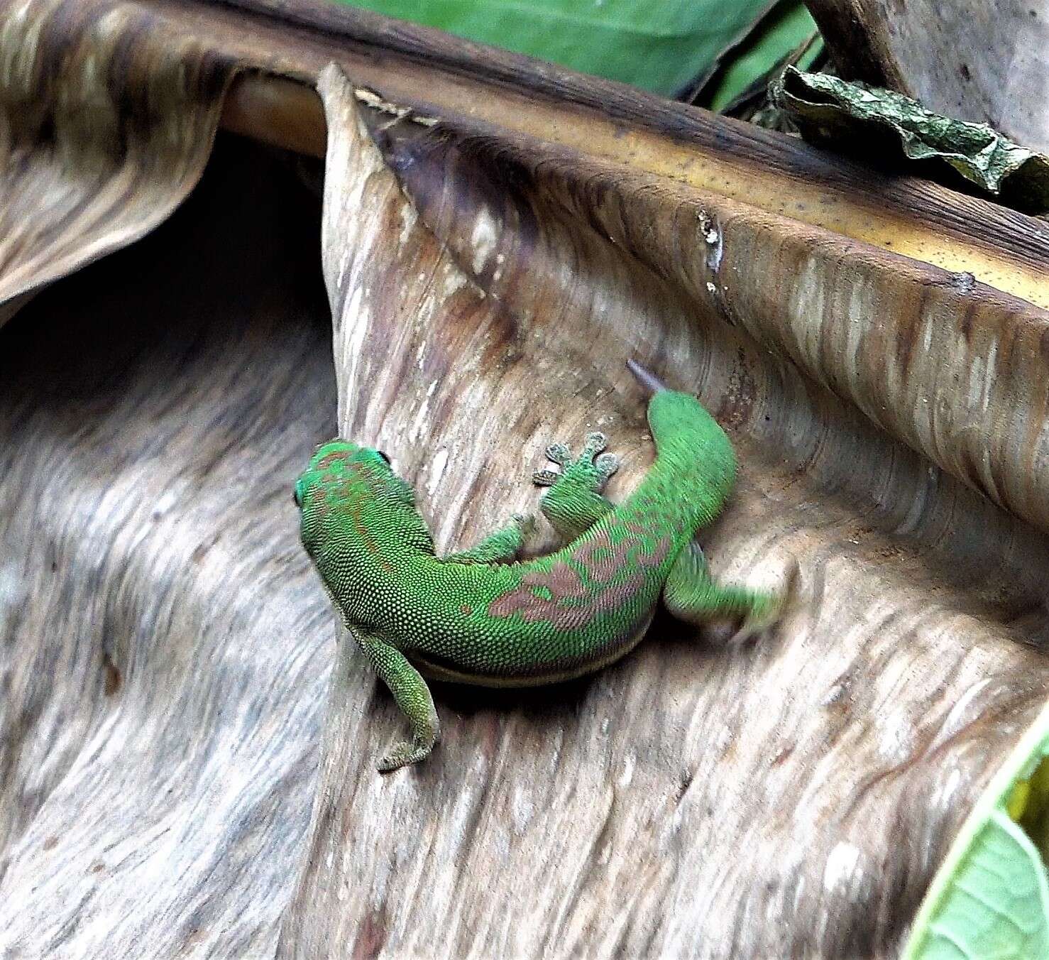 Слика од Phelsuma comorensis Boettger 1913