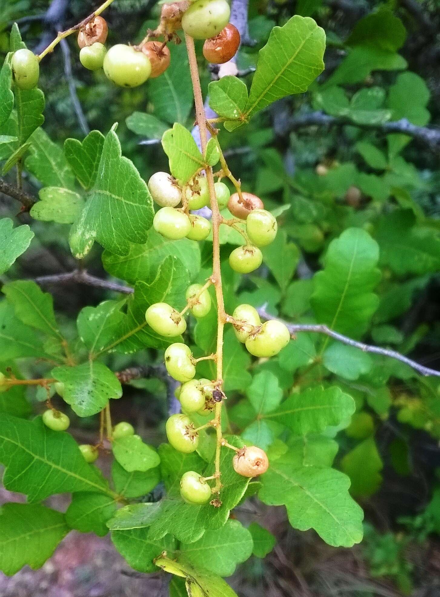 Image of Searsia mysorensis (G. Don) Moffett