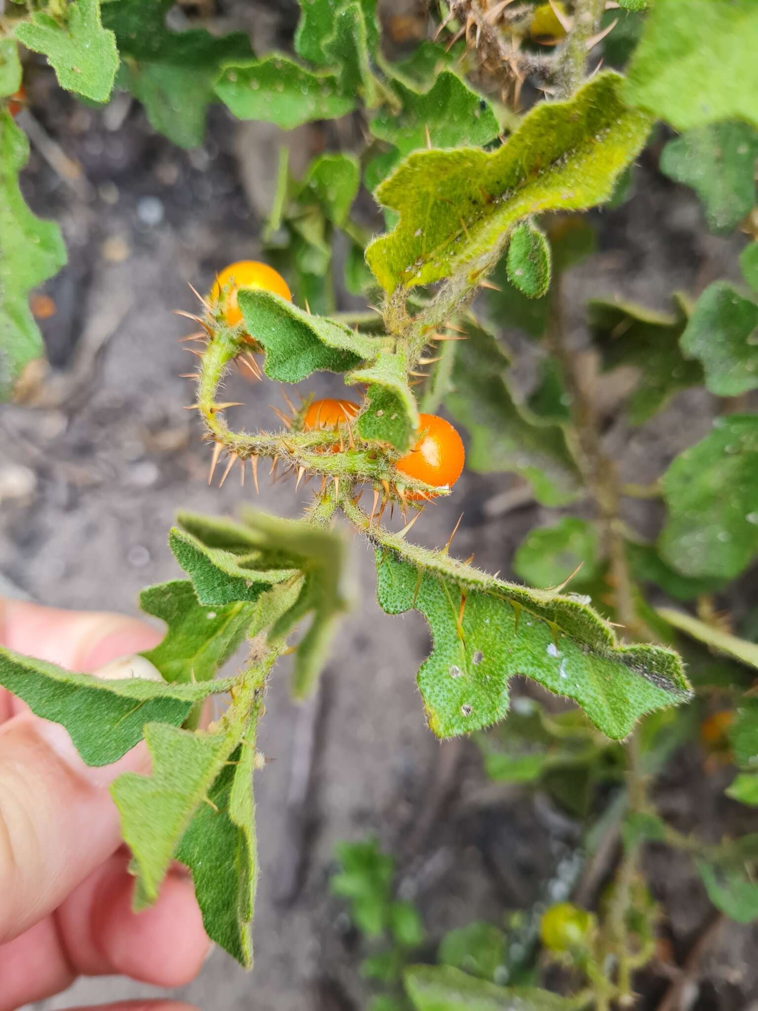 Image of Solanum rubetorum Dun.