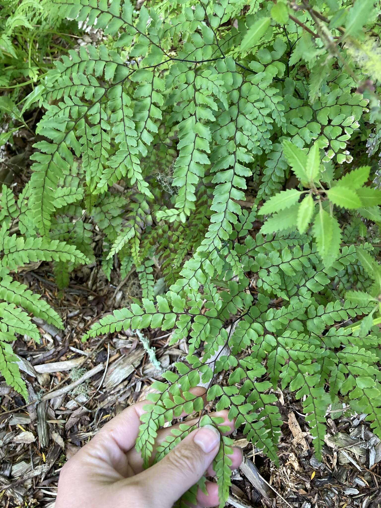 Image of Adiantum formosum R. Br.