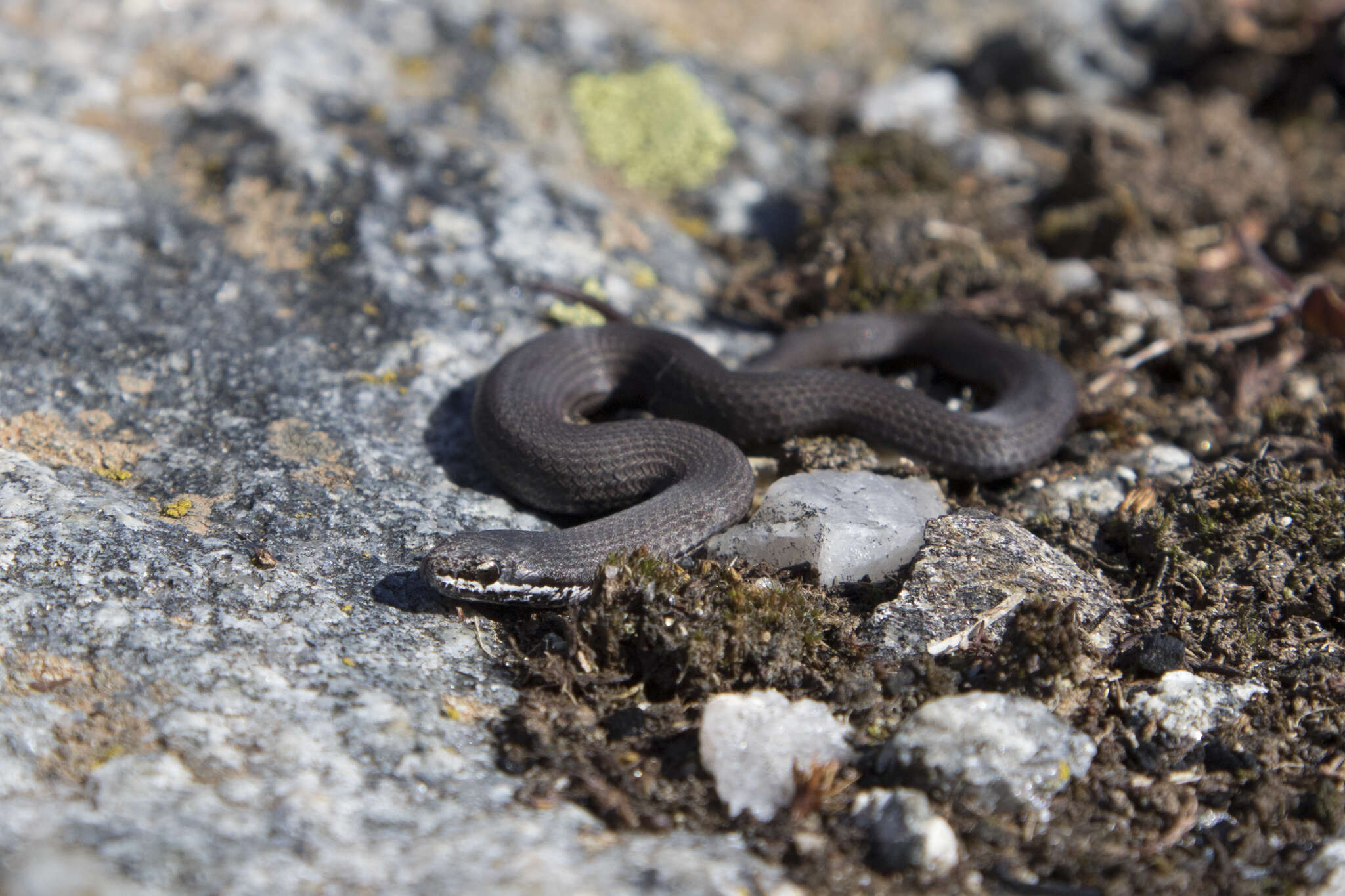 Image of White-lipped snake