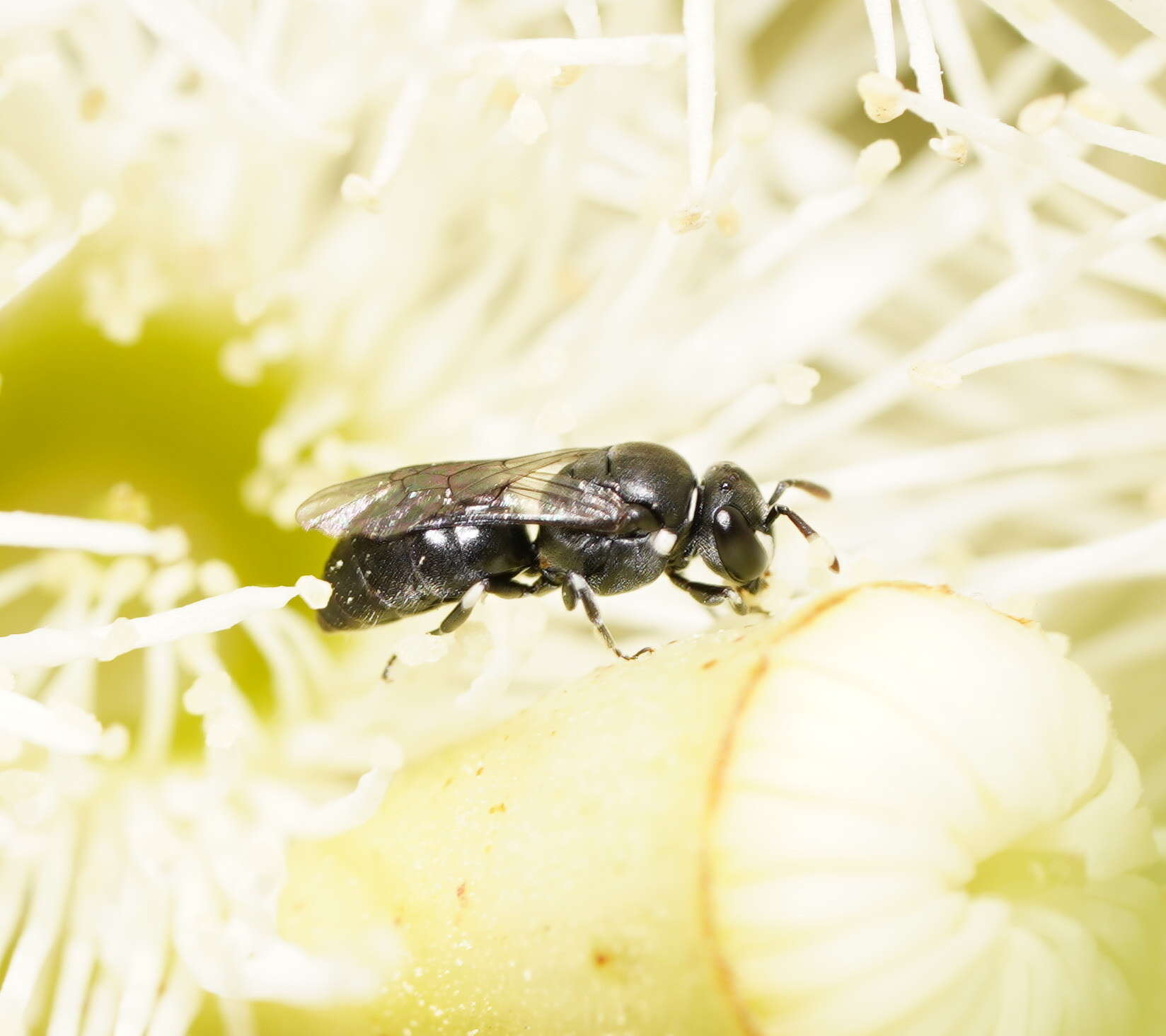 Image of Hylaeus philoleucus (Cockerell 1910)