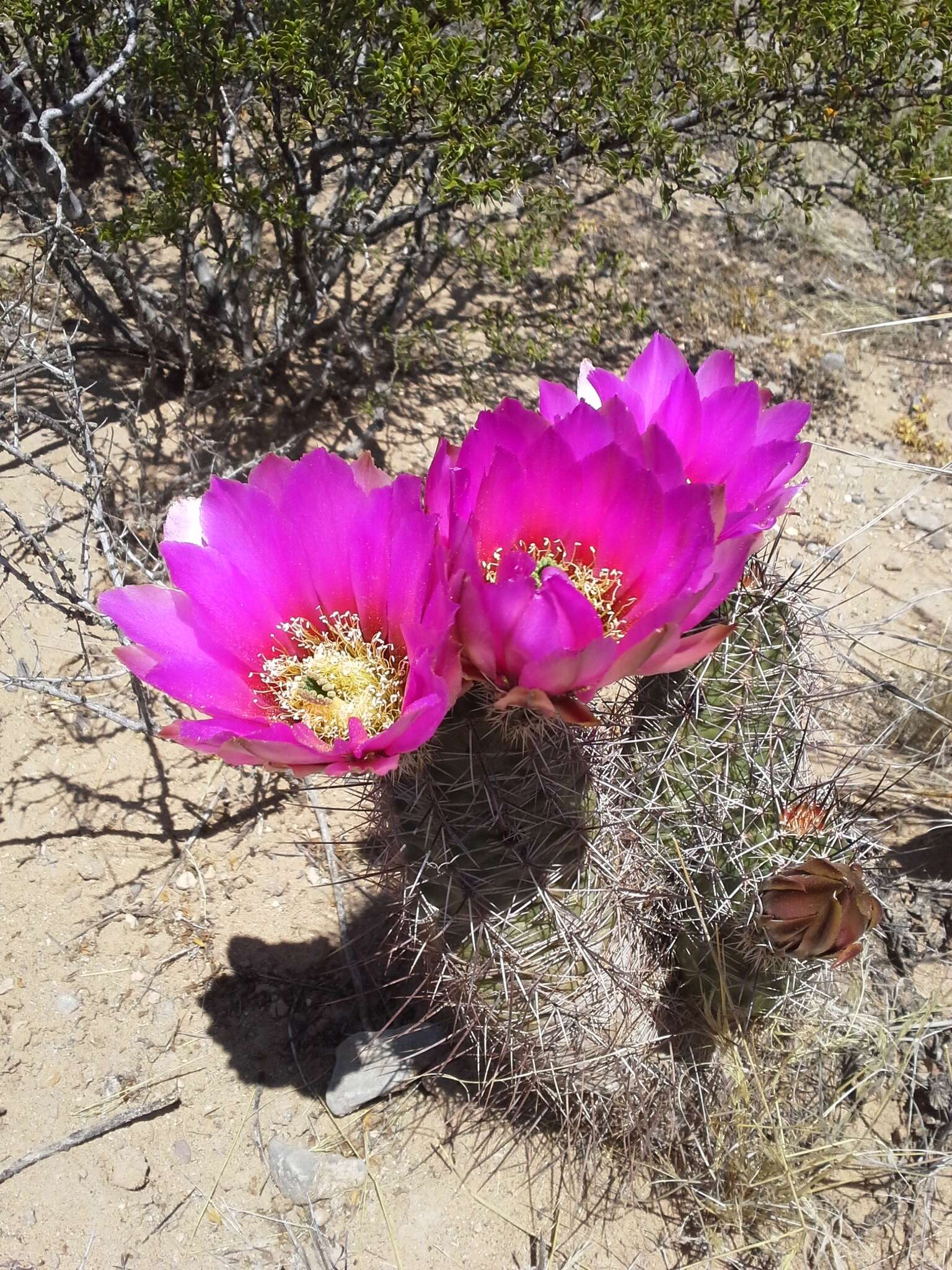 Image de Echinocereus fendleri subsp. fendleri