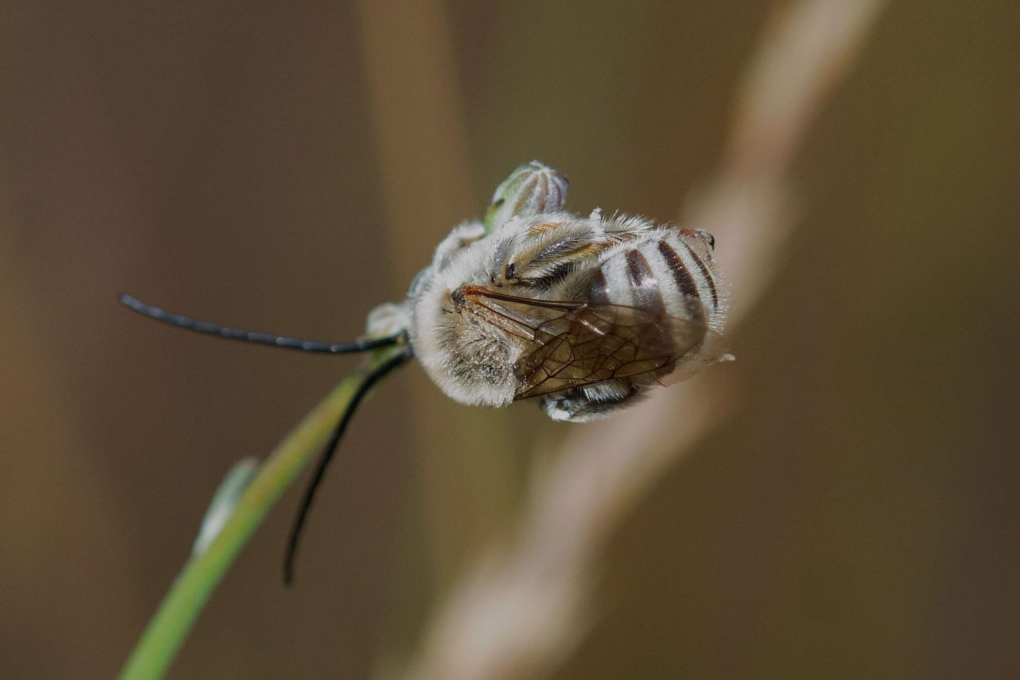 Imagem de Tetraloniella dentata (Germar 1839)