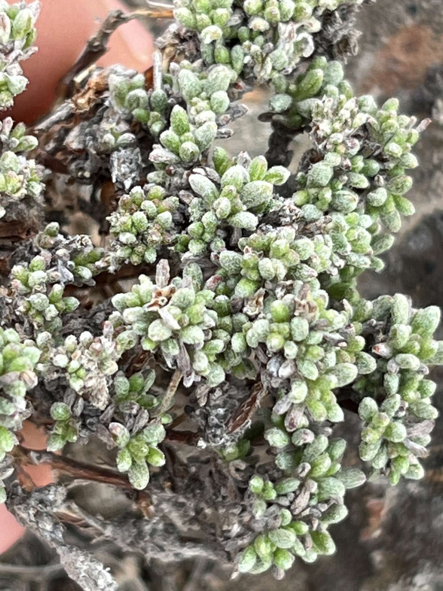 Image of thymeleaf buckwheat