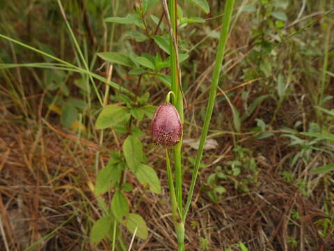 Tigridia meleagris (Lindl.) G. Nicholson的圖片