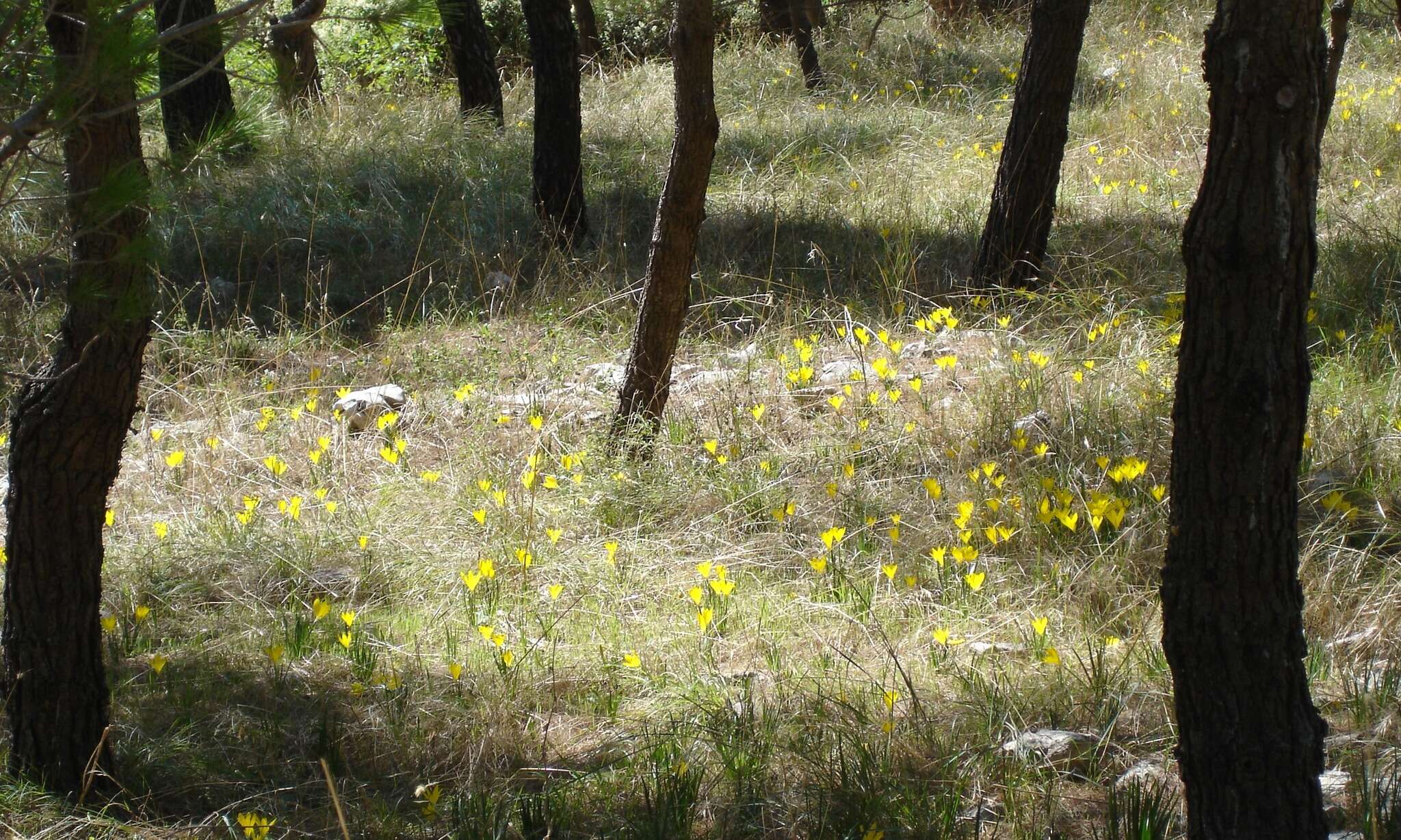 Image de Sternbergia lutea subsp. sicula (Tineo ex Guss.) K. Richt.