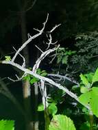 Sivun Ulmus davidiana var. japonica (Rehd.) Nakai kuva