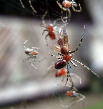 Image of South American social spider