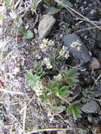 Image of yellow arctic draba