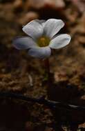 Imagem de Oxalis canaliculata Dreyer, Roets & Oberl.