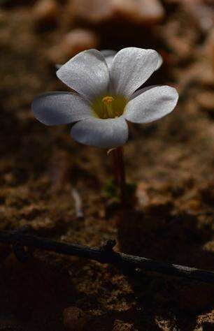 Imagem de Oxalis canaliculata Dreyer, Roets & Oberl.