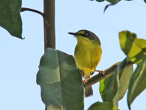 Image of Gray-headed Tody-Flycatcher