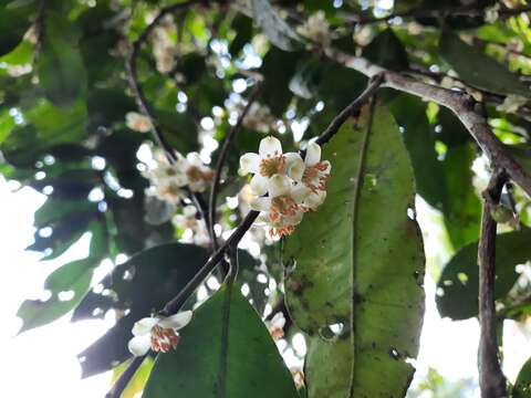 Image de Eurya acuminata DC.