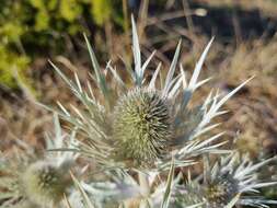 Eryngium spinalba Vill. resmi