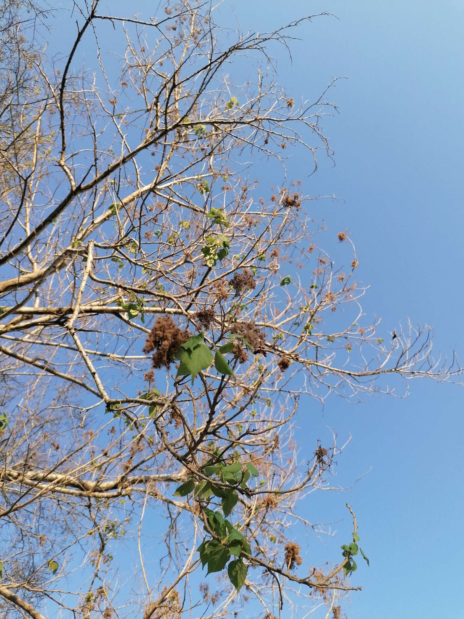 Image de Heliocarpus donnellsmithii Rose ex J. D. Sm.