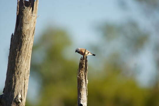 Image of Black-throated Finch