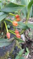 Image of Maxillaria jamesonii (Rchb. fil.) Garay & C. Schweinf.