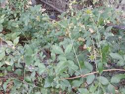 Image de Clematis viticella subsp. campaniflora (Brot.) O. Kuntze