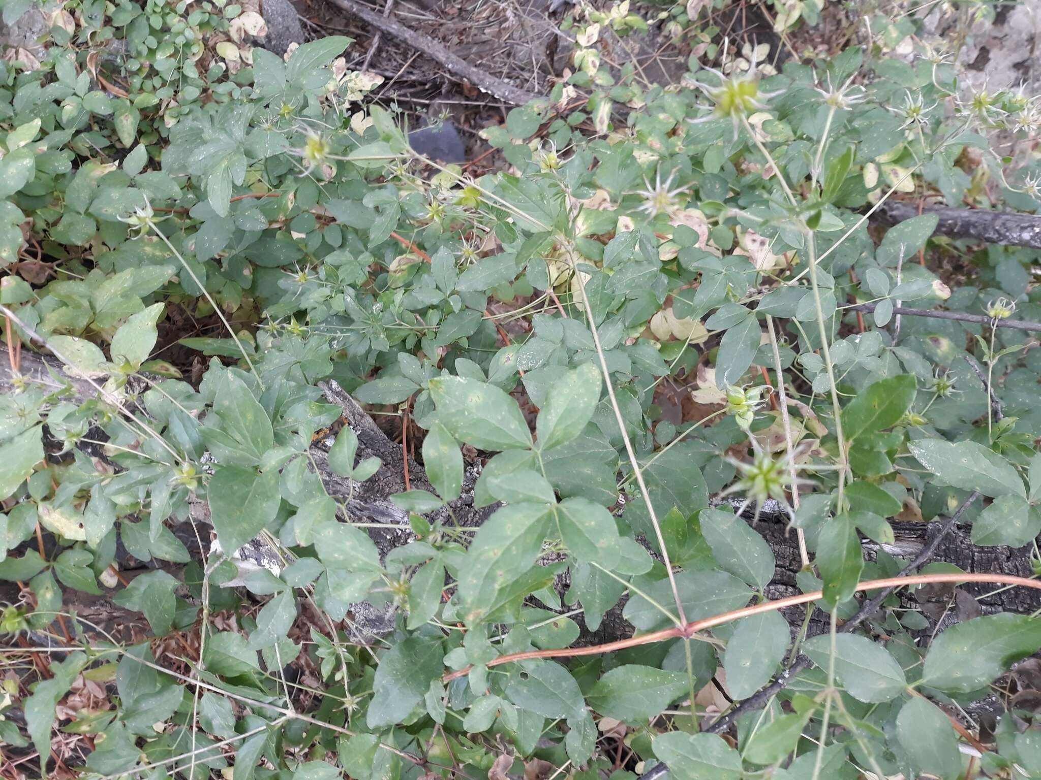 Image of bellflower clematis