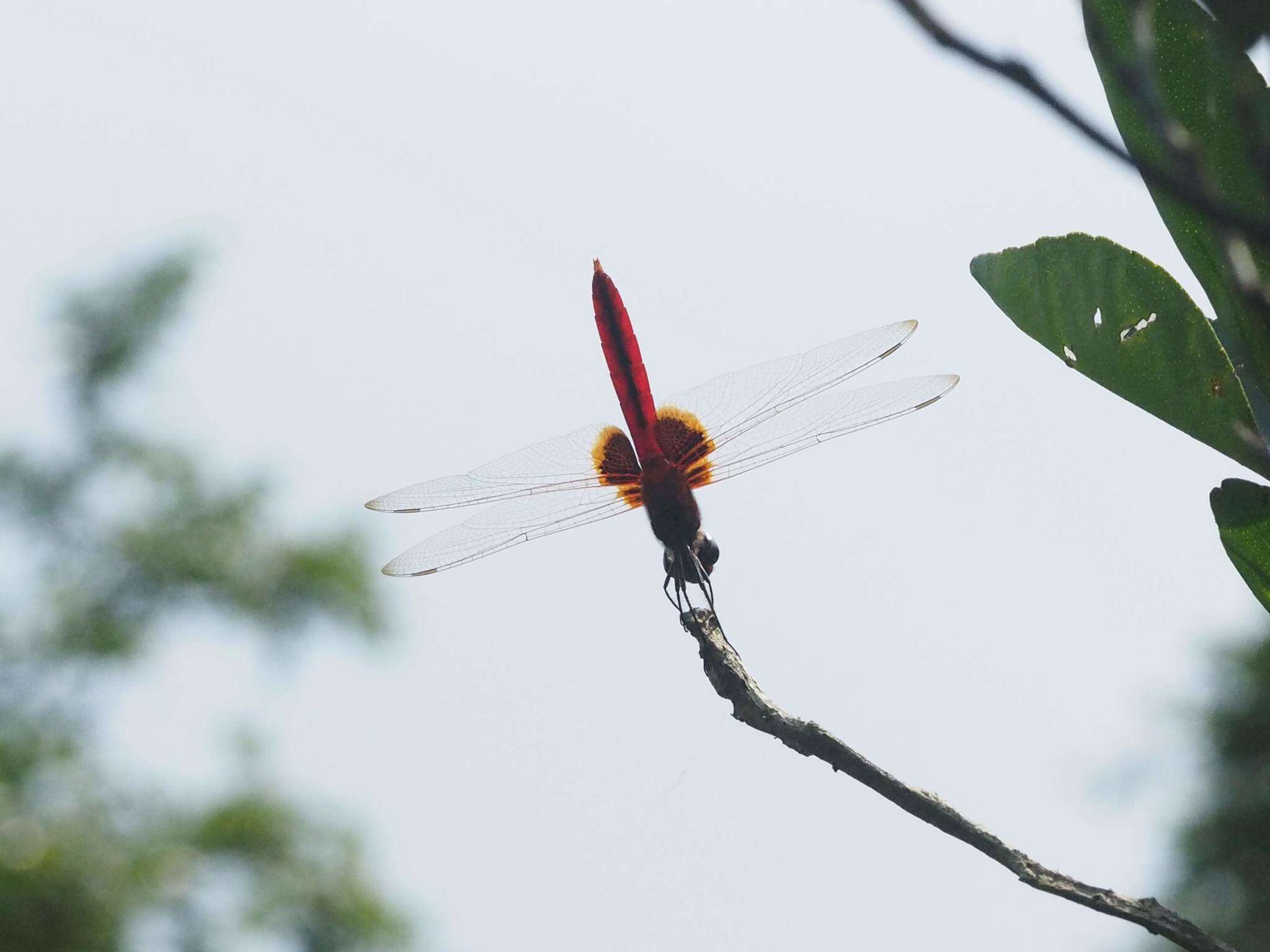 <i>Urothemis signata yiei</i> Asahina 1972 resmi