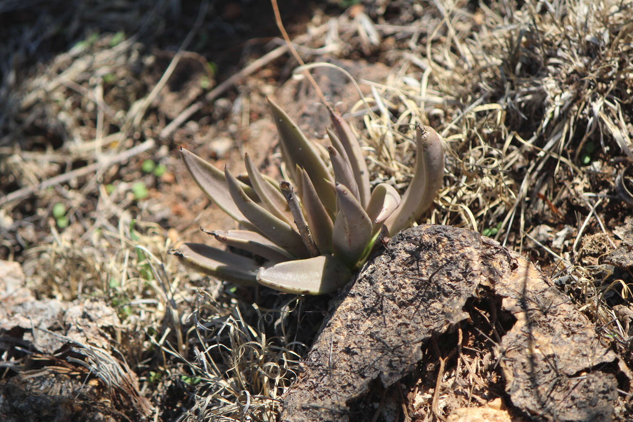 Sivun Echeveria bifida Schltdl. kuva