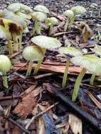 Image of Yellow Fieldcap