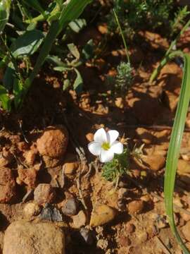 Image de Oxalis tenuifolia Jacq.