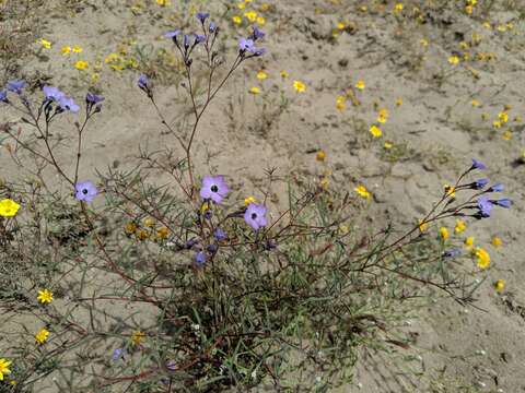 Image of greater yellowthroat gilia