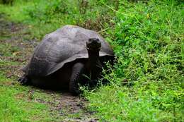 Image of Abingdon Island Giant Tortoise