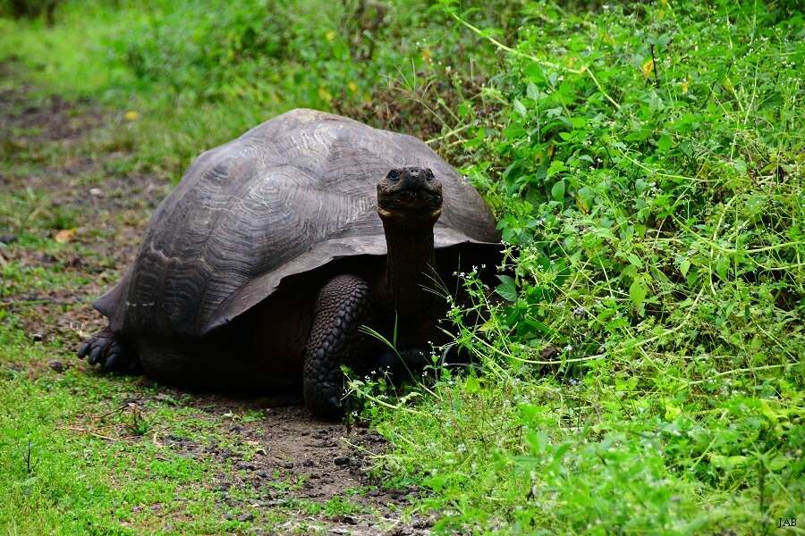 Image of Abingdon Island Giant Tortoise