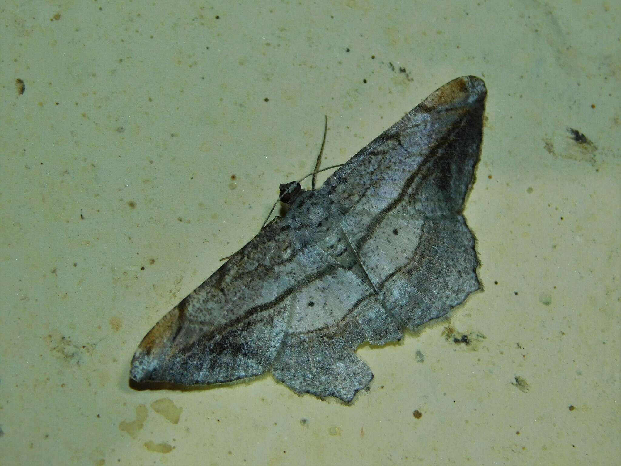 Image of <i>Chiasmia fulvisparsa</i>