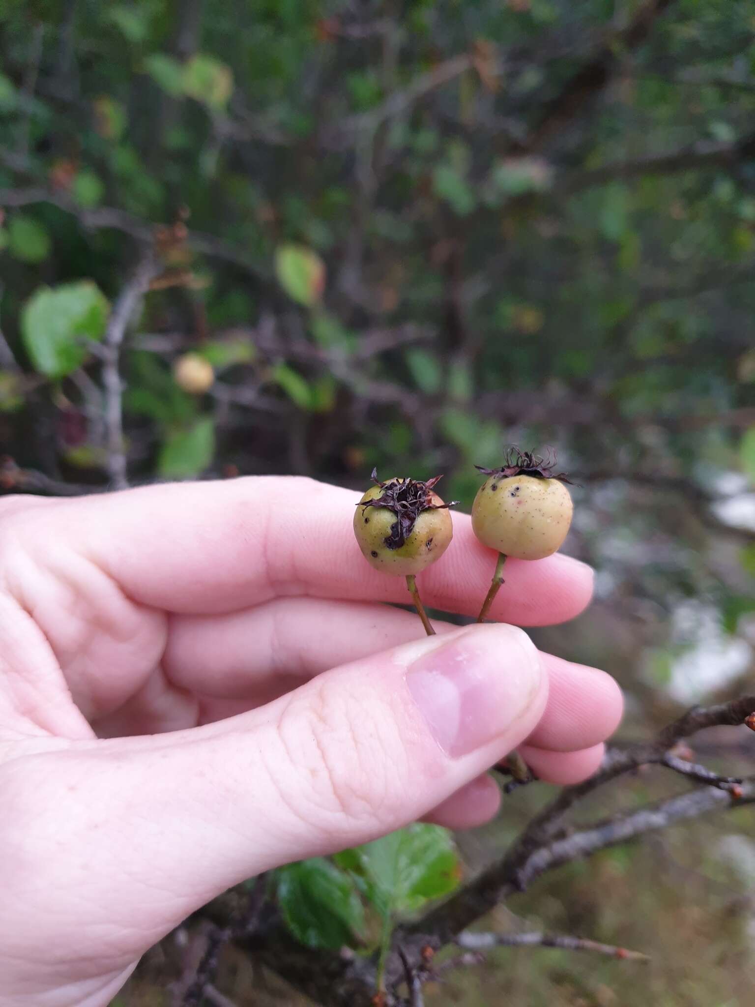 Plancia ëd Crataegus suborbiculata Sarg.