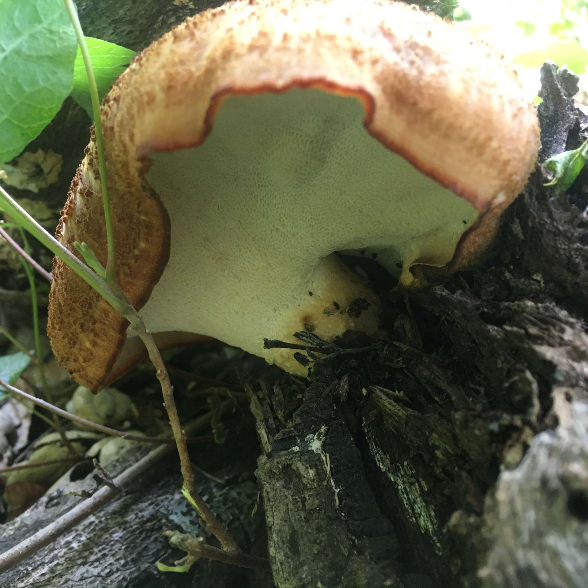 Image of Polyporus mcmurphyi Murrill 1915