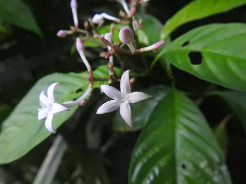 Image de Palicourea domingensis (Jacq.) DC.