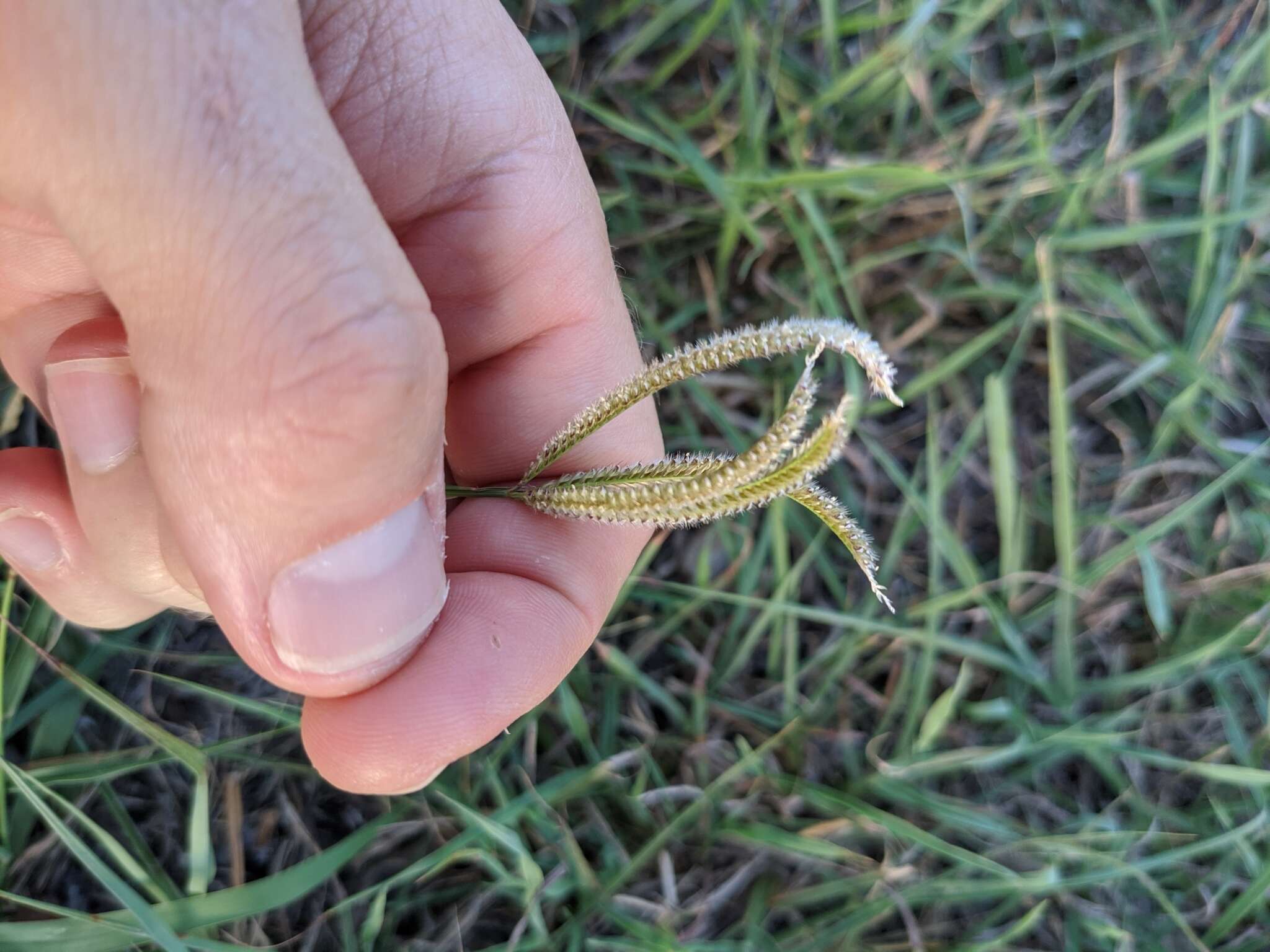 Image of Fringed Windmill Grass