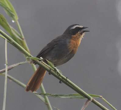 Image of Cape Robin