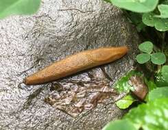 Image of Dusky Slug