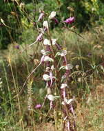 Image of Himantoglossum caprinum subsp. jankae (Somlyay, Kreutz & Óvári) R. M. Bateman, Molnar & Sramkó