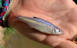 Image of Redfin Shiner