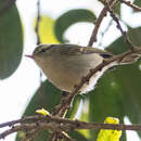 Image of Western Crowned Warbler