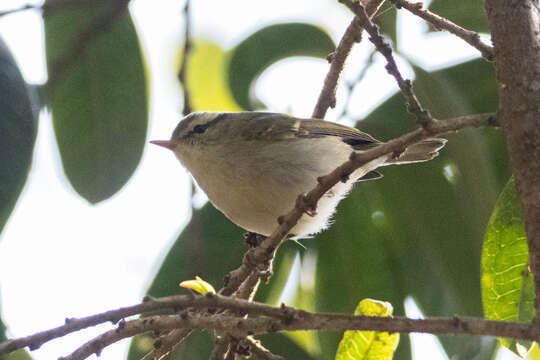 Plancia ëd Phylloscopus occipitalis (Blyth 1845)