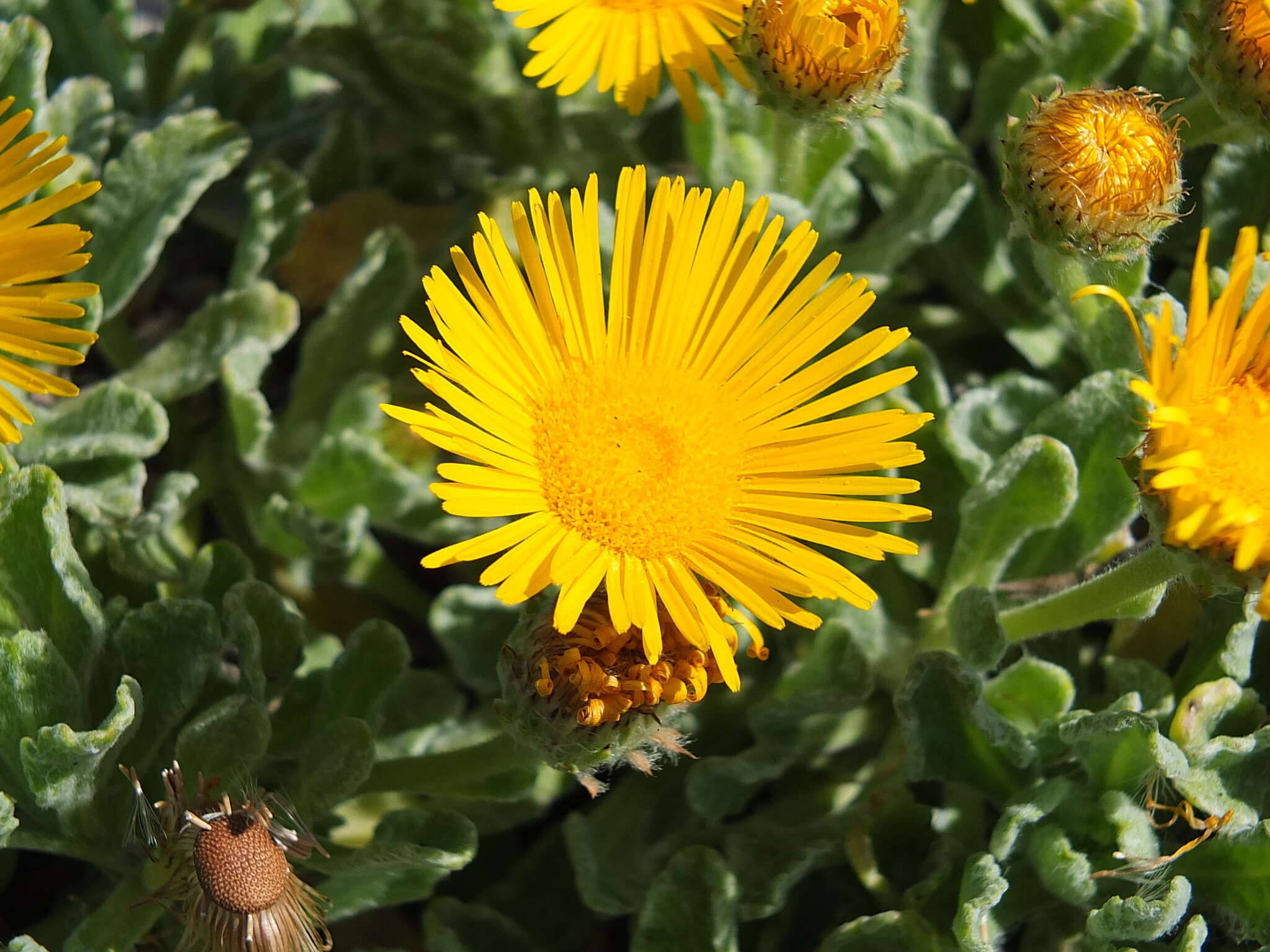 Imagem de Pulicaria canariensis subsp. lanata Bramw. & Kunk.