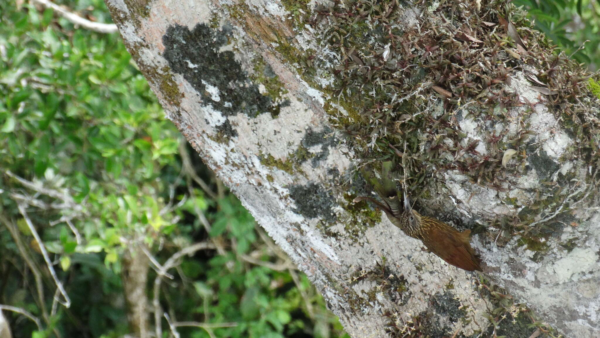 Image of Buff-throated Woodcreeper