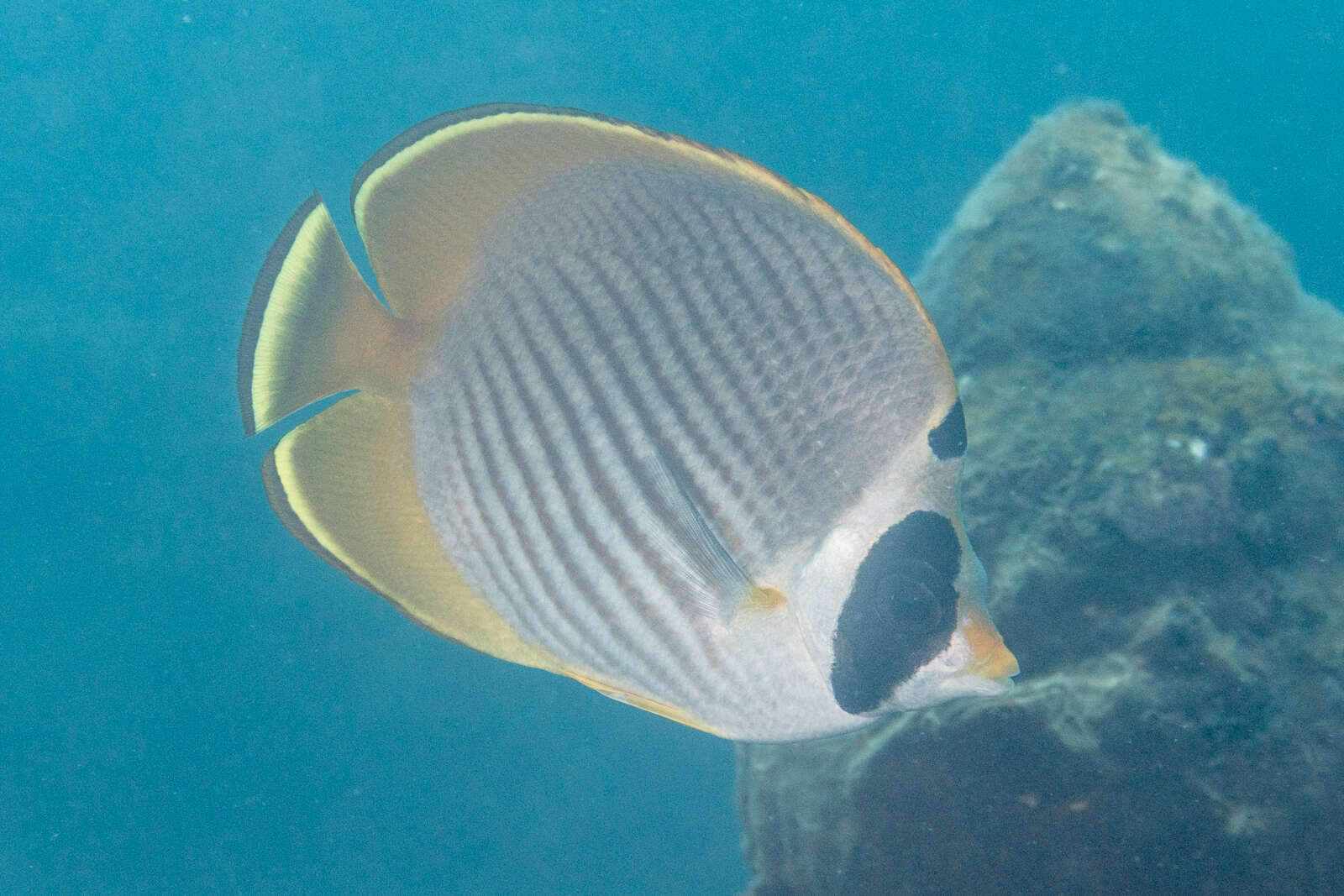 صورة Chaetodon adiergastos Seale 1910