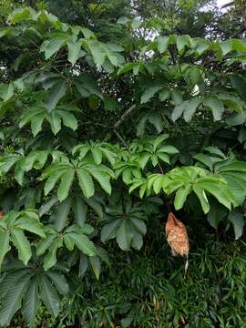 Imagem de Pseudobombax grandiflorum (Cav.) A. Robyns