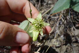 Image of Passiflora trinifolia Mast.