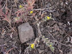 Image of Crotalaria hebecarpa (DC.) Rudd